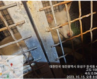 보호중 믹스견의 가…